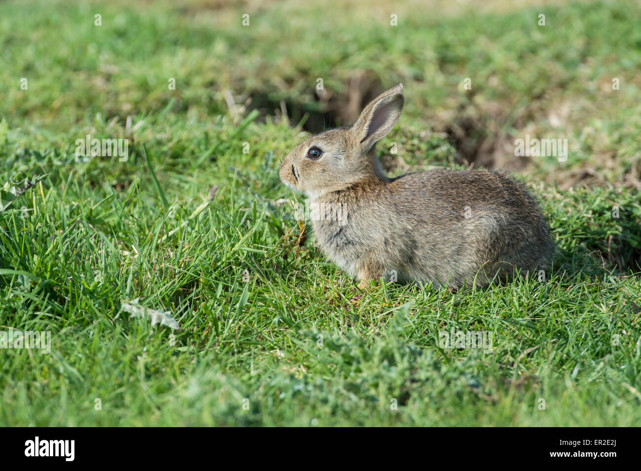 Rabbit (Oryctolagus cuniculus). Young animal near entrance to burrow. Stock Photo