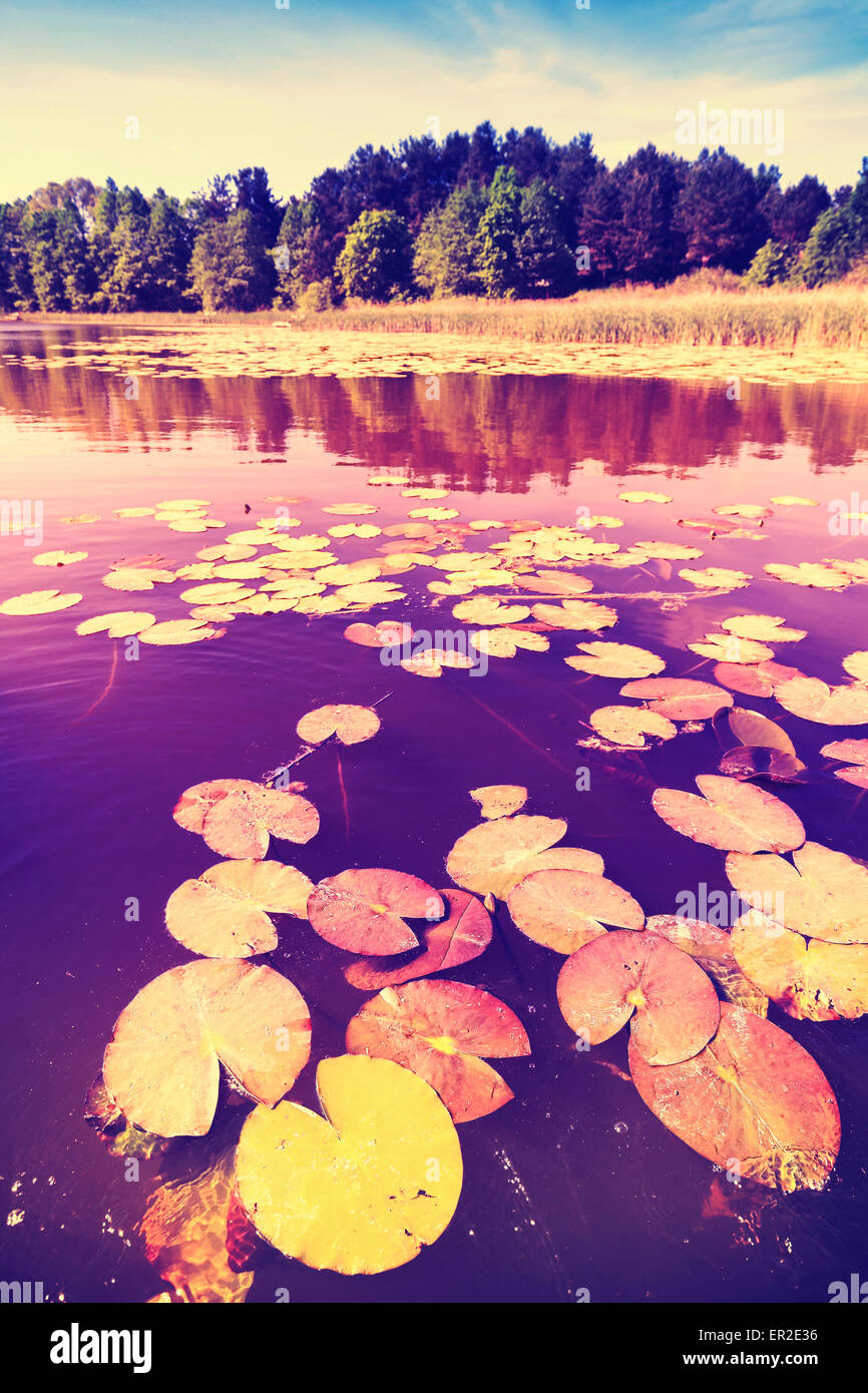 Vintage saturated picture of water lilies in a lake. Stock Photo