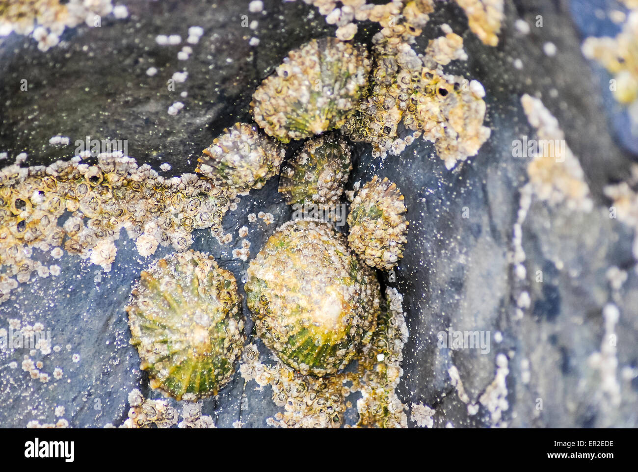 Limpets stuck to a rock. Stock Photo