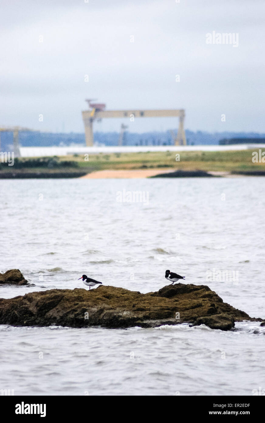 Oyster catchers rest on a rock at Belfast Lough Stock Photo Alamy