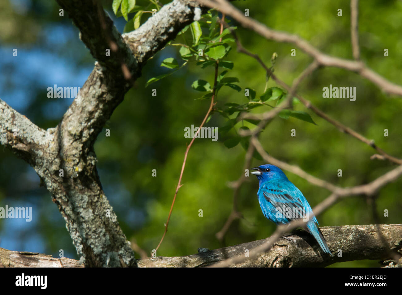 Indigo Bunting singing from a tree Stock Photo Alamy
