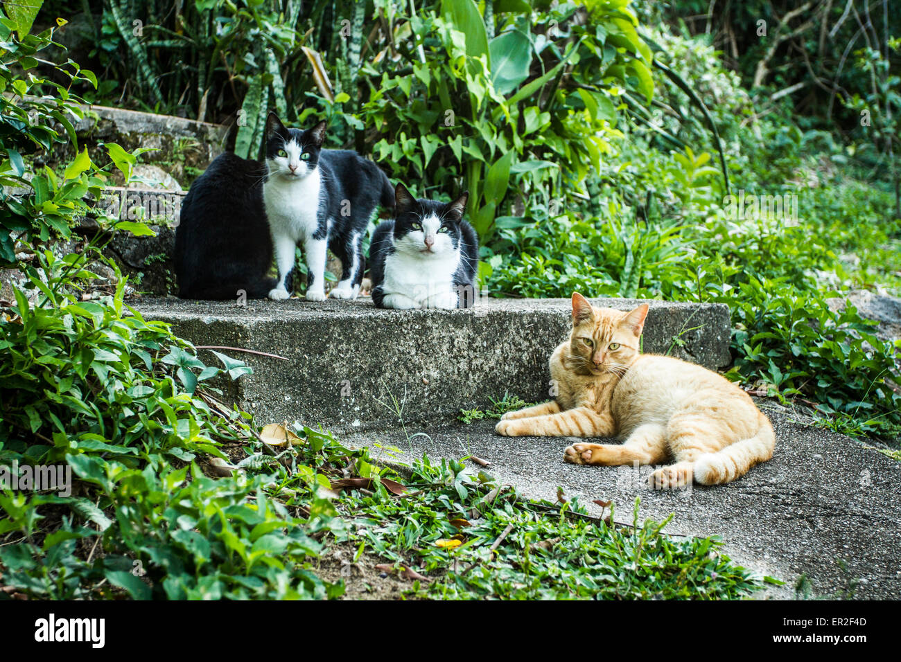 Group of domestic cats on a pathway Stock Photo Alamy