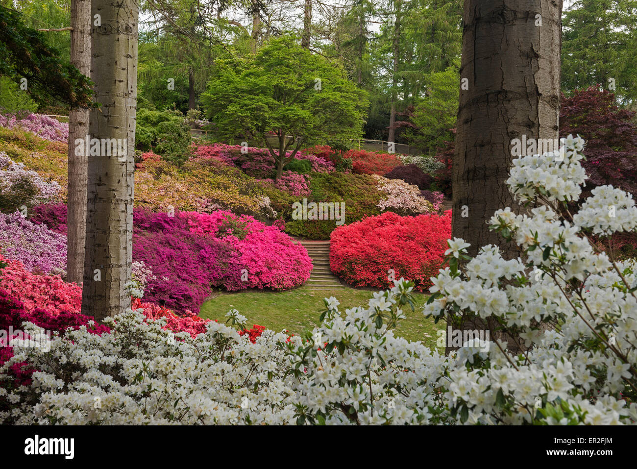 Azaleas at the Punch Bowl Virginia Water Lake Virginia Water Surrey England UK Stock Photo Alamy