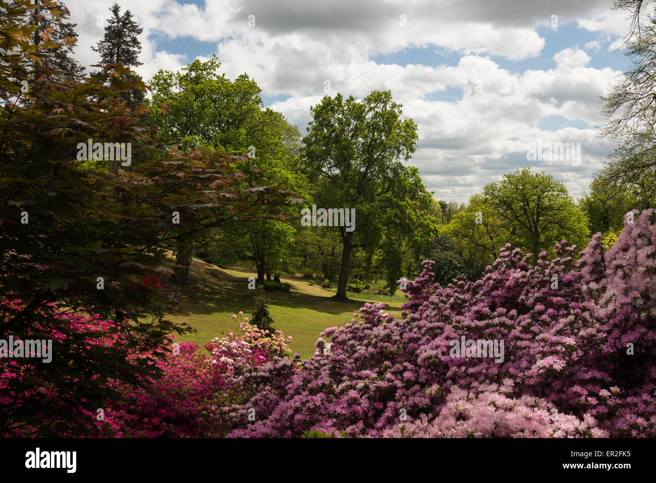 Azaleas at the Punch Bowl Virginia Water Lake Virginia Water Surrey England UK Stock Photo Alamy
