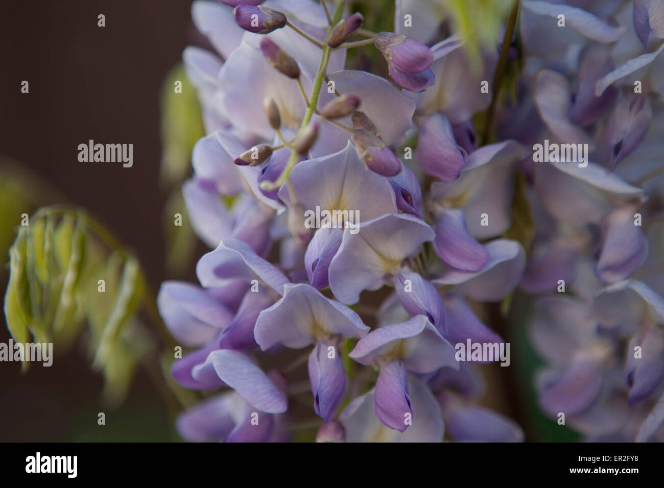 Wisteria flowers, close up Stock Photo - Alamy