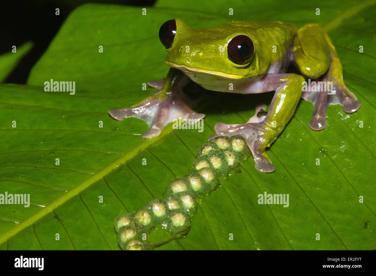 how many can the gray tree frog lay eggs