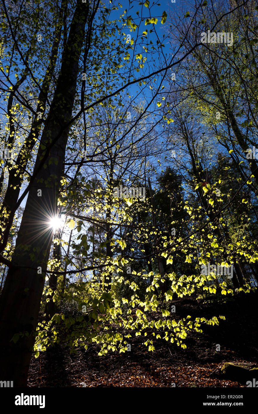Spring morning in an English woodland with fresh new leaves glowing in the morning sunlight. Stock Photo