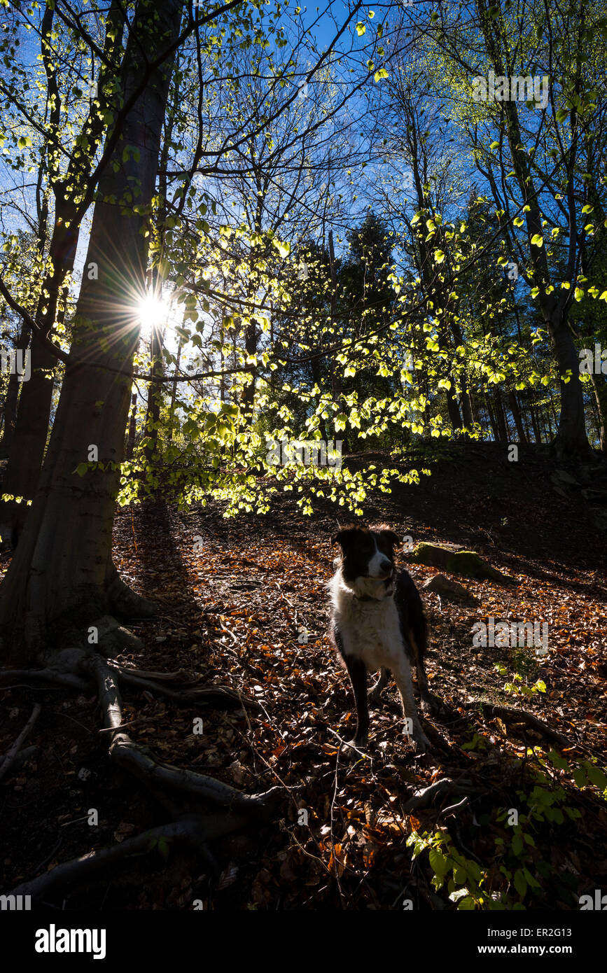 A border collie dog in Erncroft woods near Compstall in Greater Manchester. Spring sunlight making new Beech leaves glow. Stock Photo