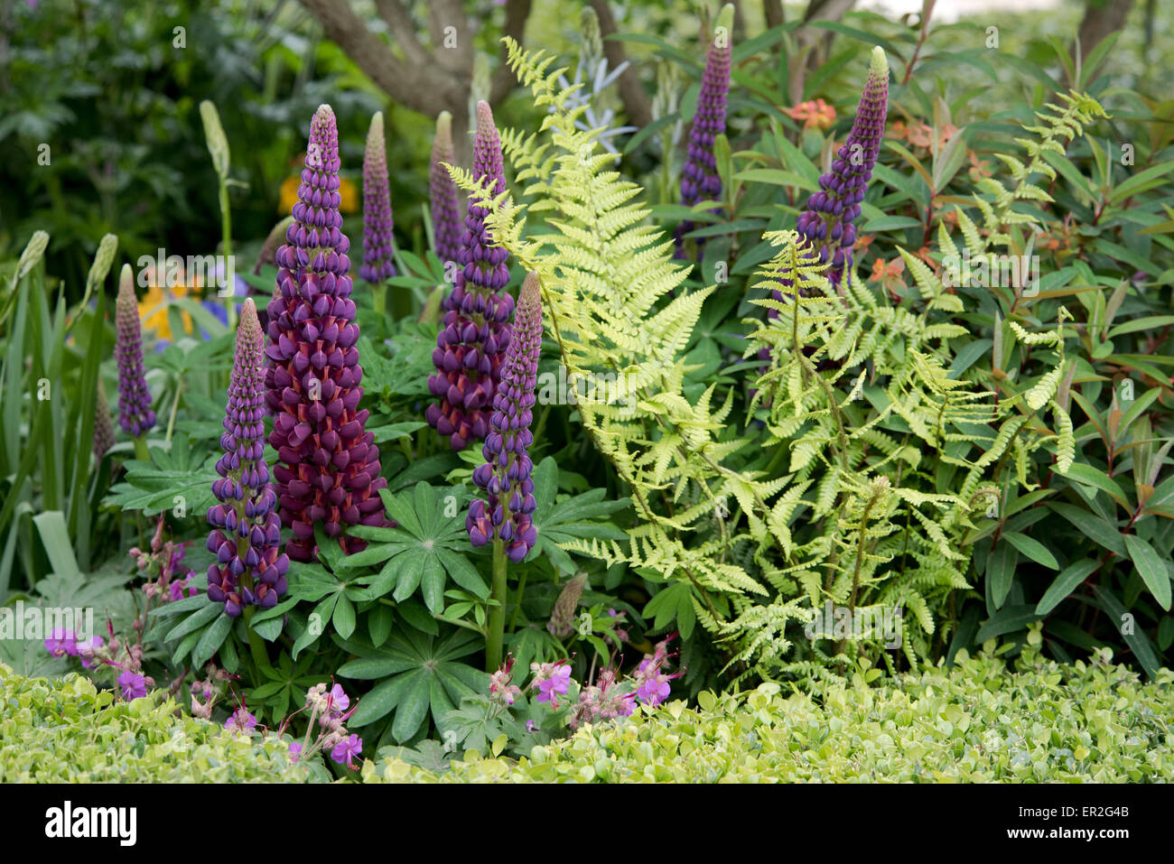A close-up of purple lupins and ferns in The Health Cities Garden at The Chelsea Flower Show, 2015 Stock Photo