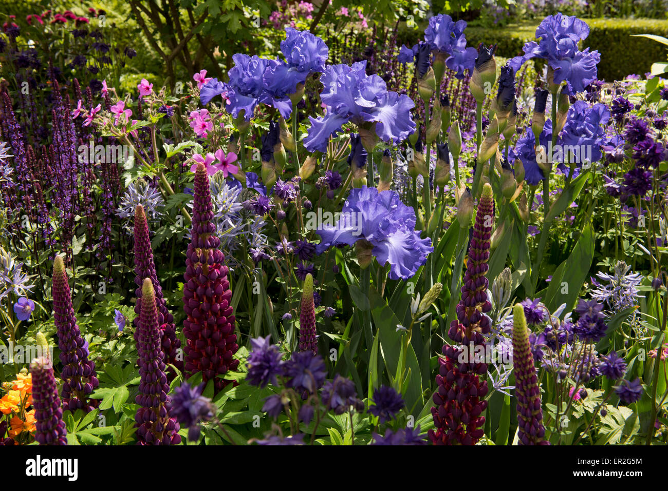 Lupinus 'Masterpiece' and Iris 'Mer du Sud' in The Morgan Stanley Healthy Cities Garden at The Chelsea Flower Show, 2015. Stock Photo