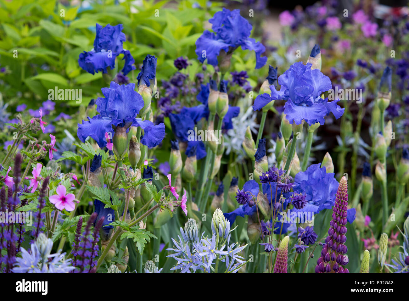 Iris 'Mer du Sud' inThe Morgan Stanley Healthy Cities Garden at the Chelsea Flower Show, 2015 Stock Photo