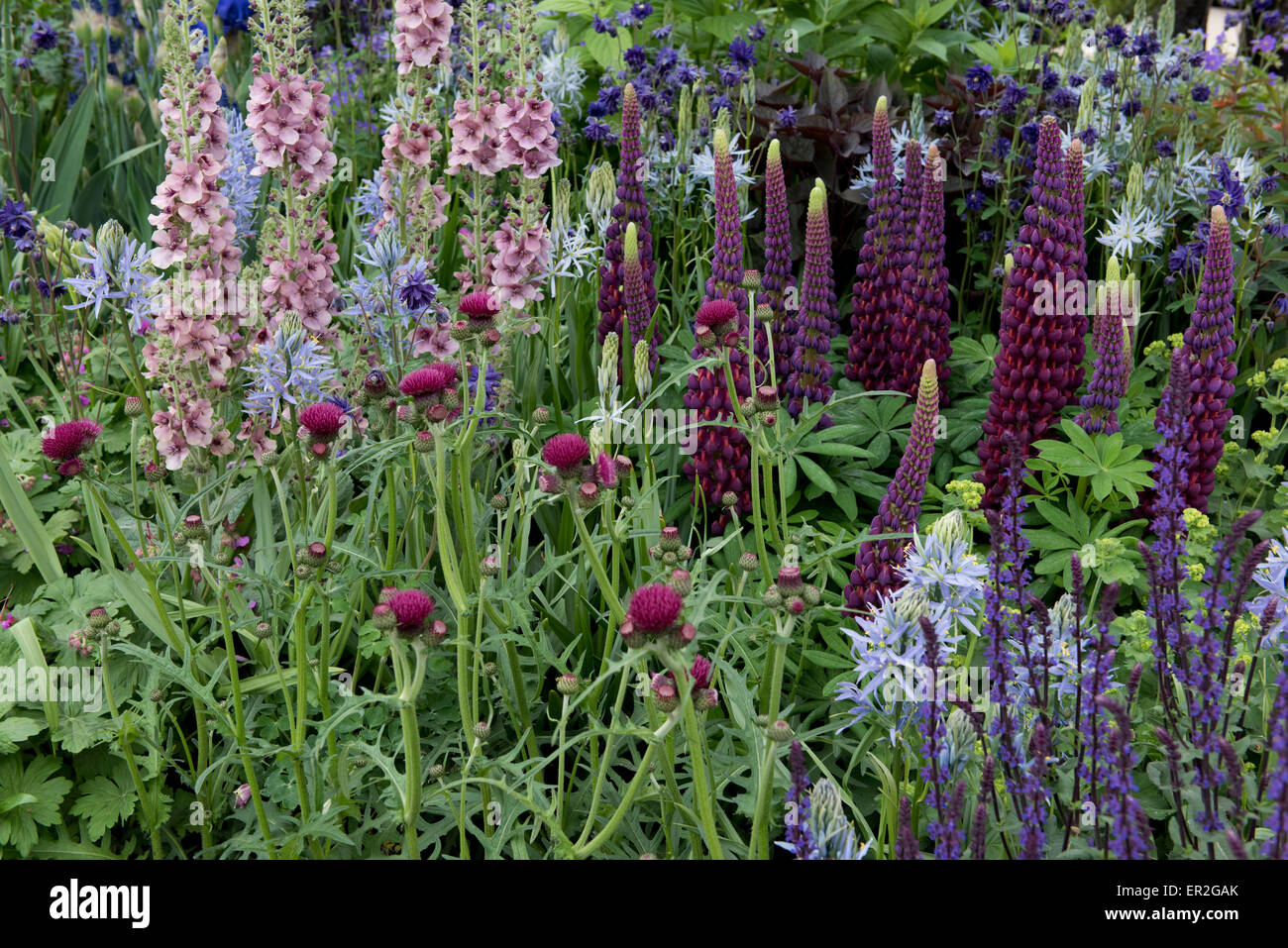 A close-up of  The Morgan Stanley Healthy Cities Garden designed by Chris Beardshaw at The Chelsea Flower Show. Stock Photo