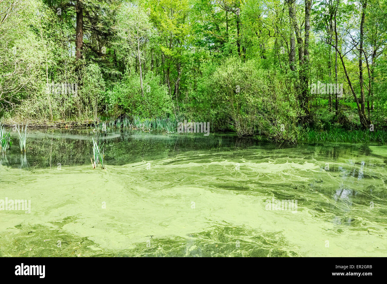 Blanket weed pond hires stock photography and images Alamy