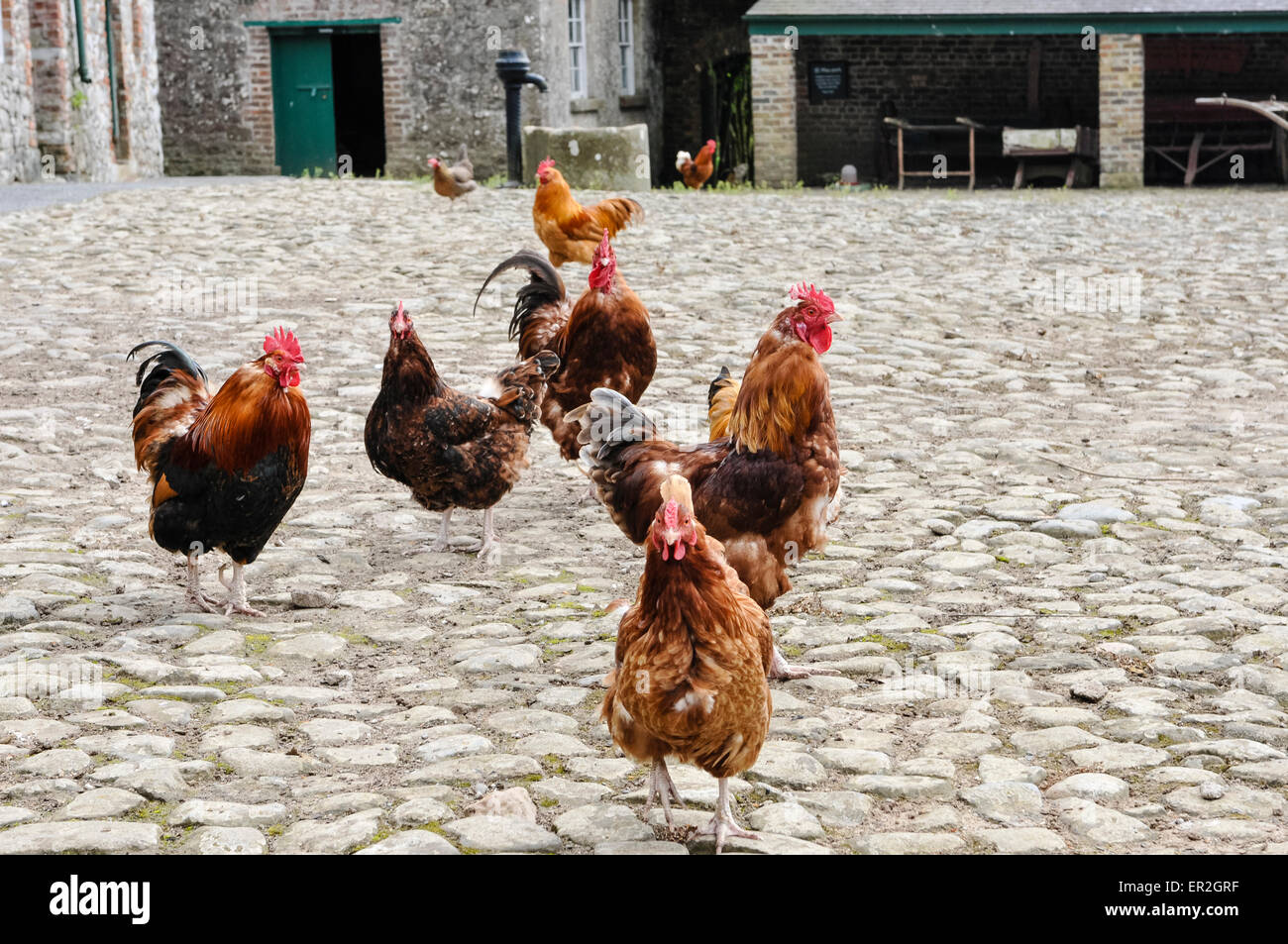 Chickens in a farmyard Stock Photo