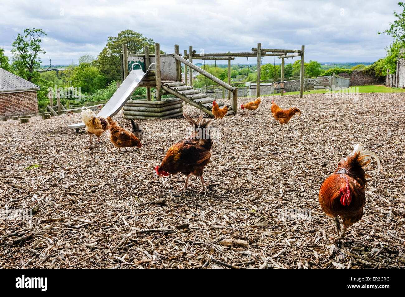 Chickens peck the ground around a children's play park. Stock Photo
