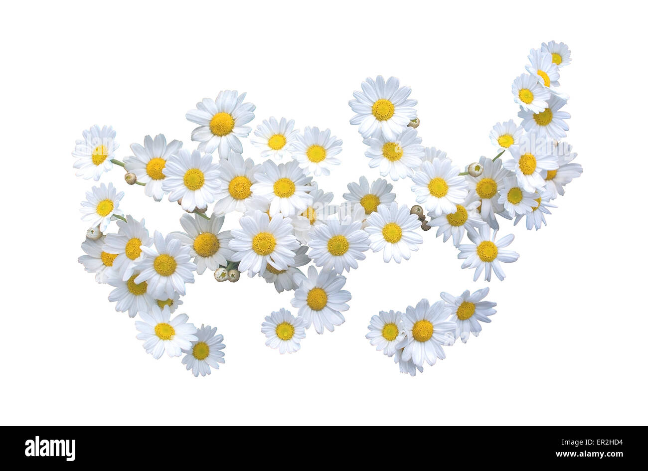 White daisy flower spread isolated on white. Stock Photo