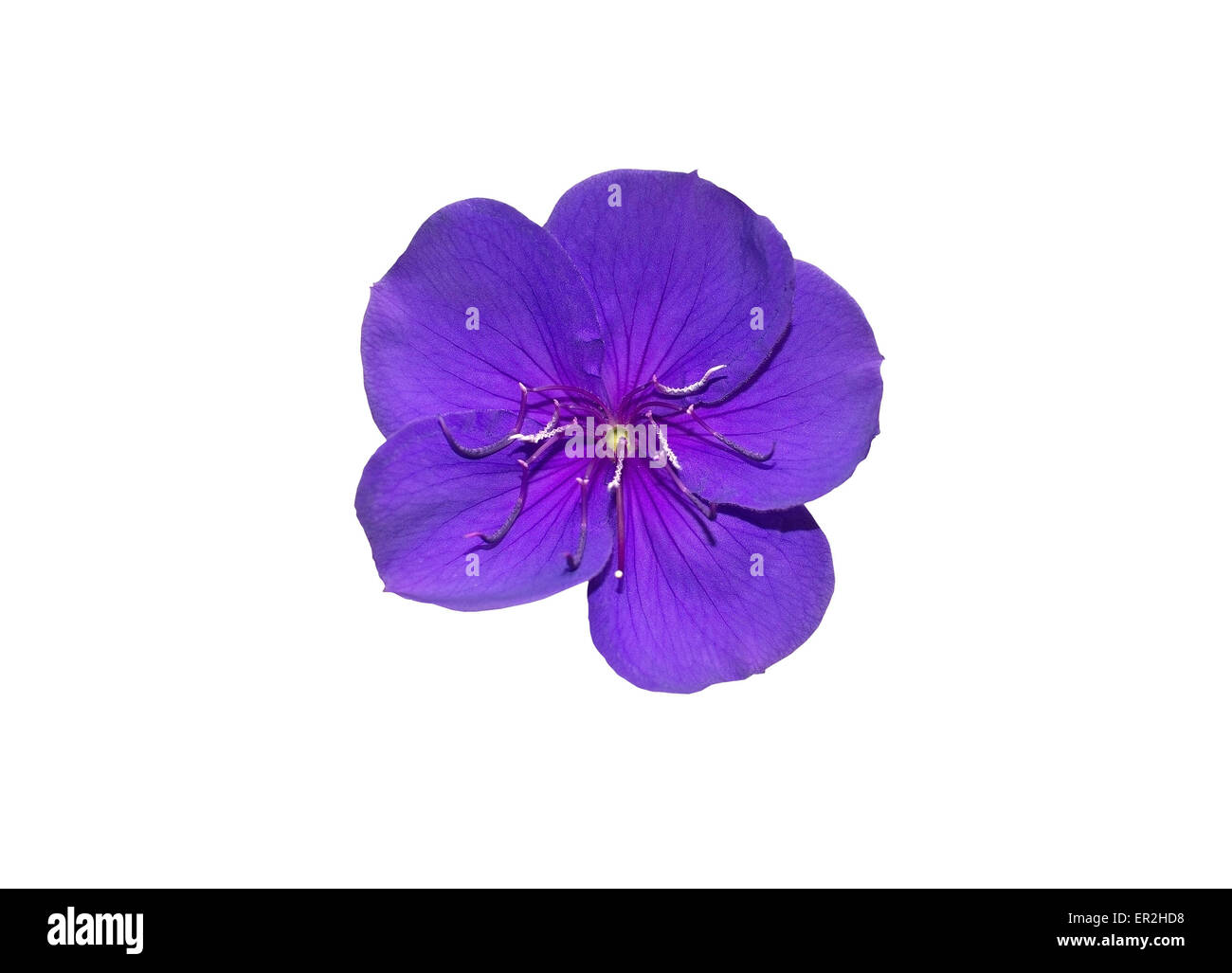 Glorybush (Tibouchina) purple beautiful and exotic tropical flower with many names such as Princess-flower, Glorybush, Lasiandra Stock Photo
