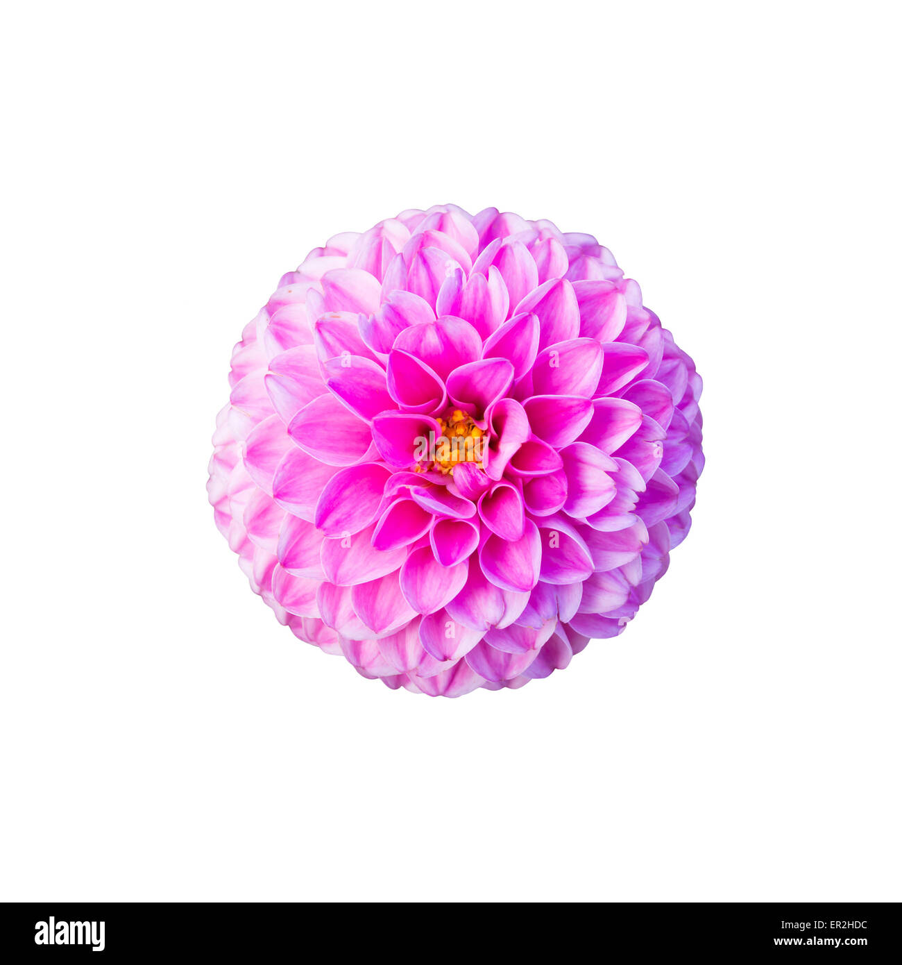 Pink dahlia isolated on white Stock Photo - Alamy