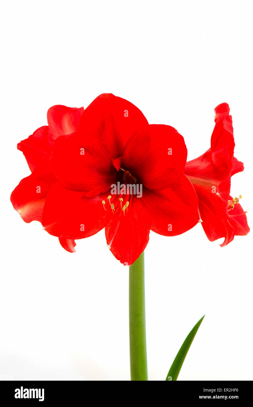 Rote Amaryllis, Ritterstern (Hippeastrum) Stock Photo