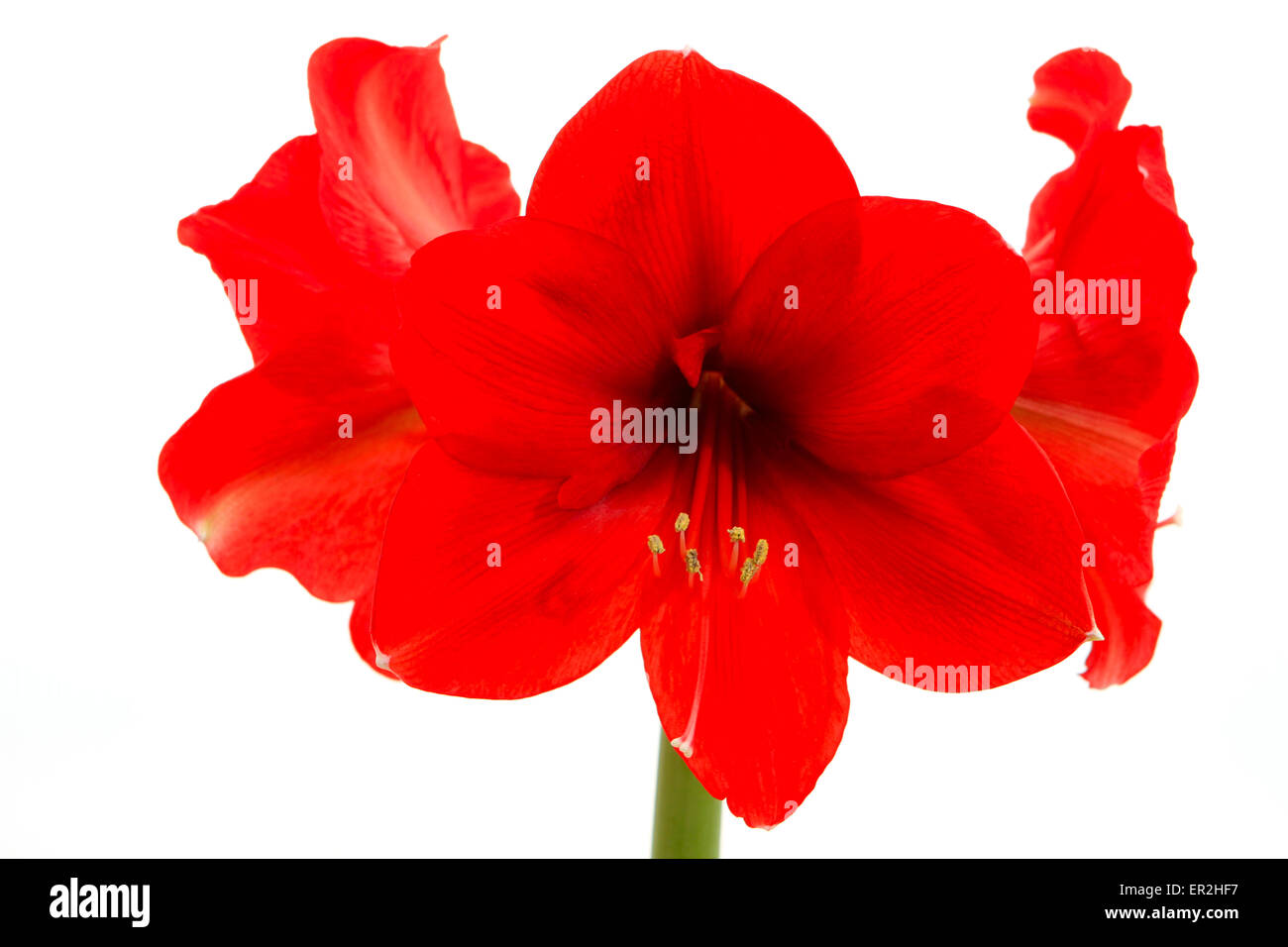 Rote Amaryllis, Ritterstern (Hippeastrum) Stock Photo