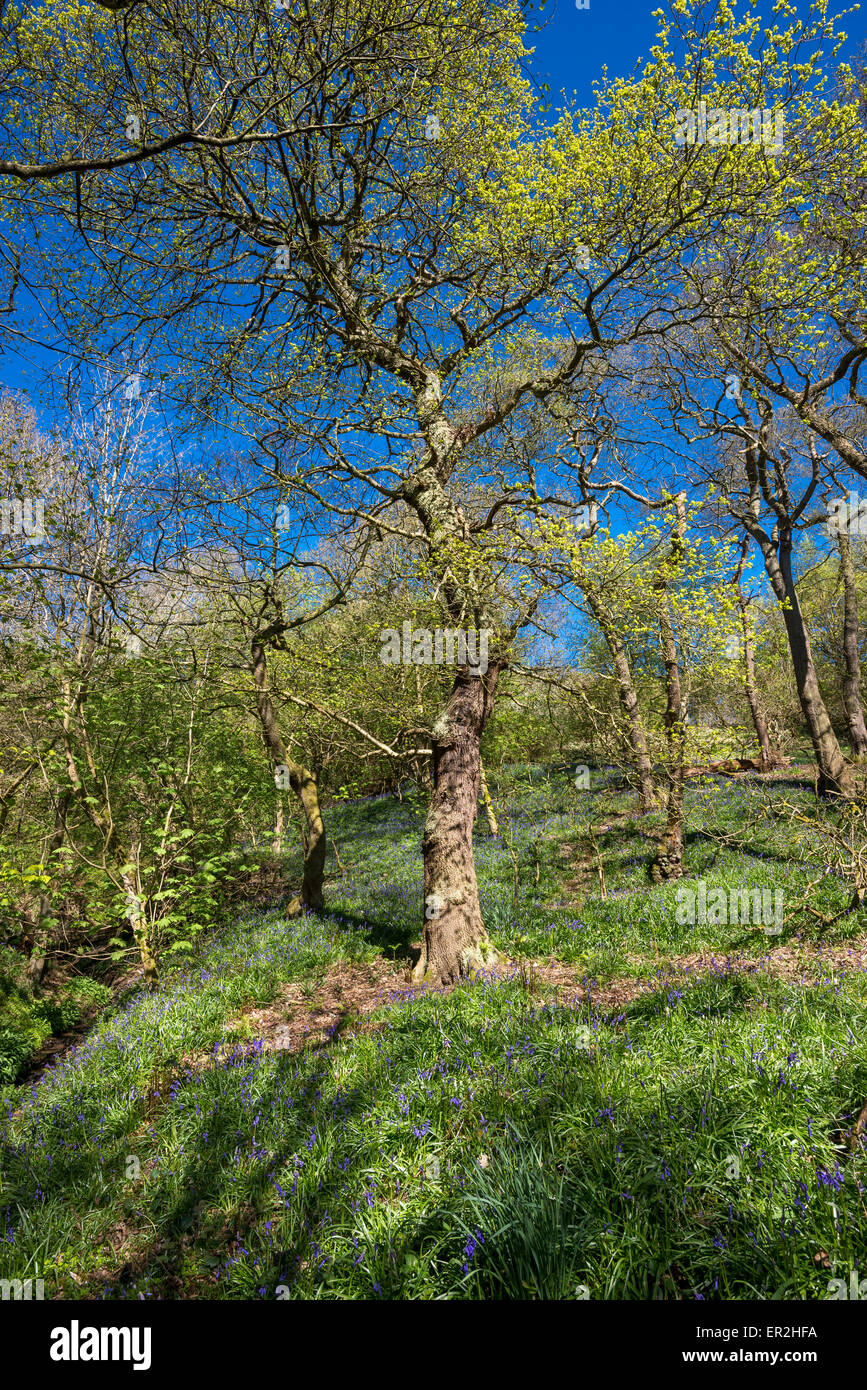 English Oak tree in spring with a carpet of bluebells beneath and ...