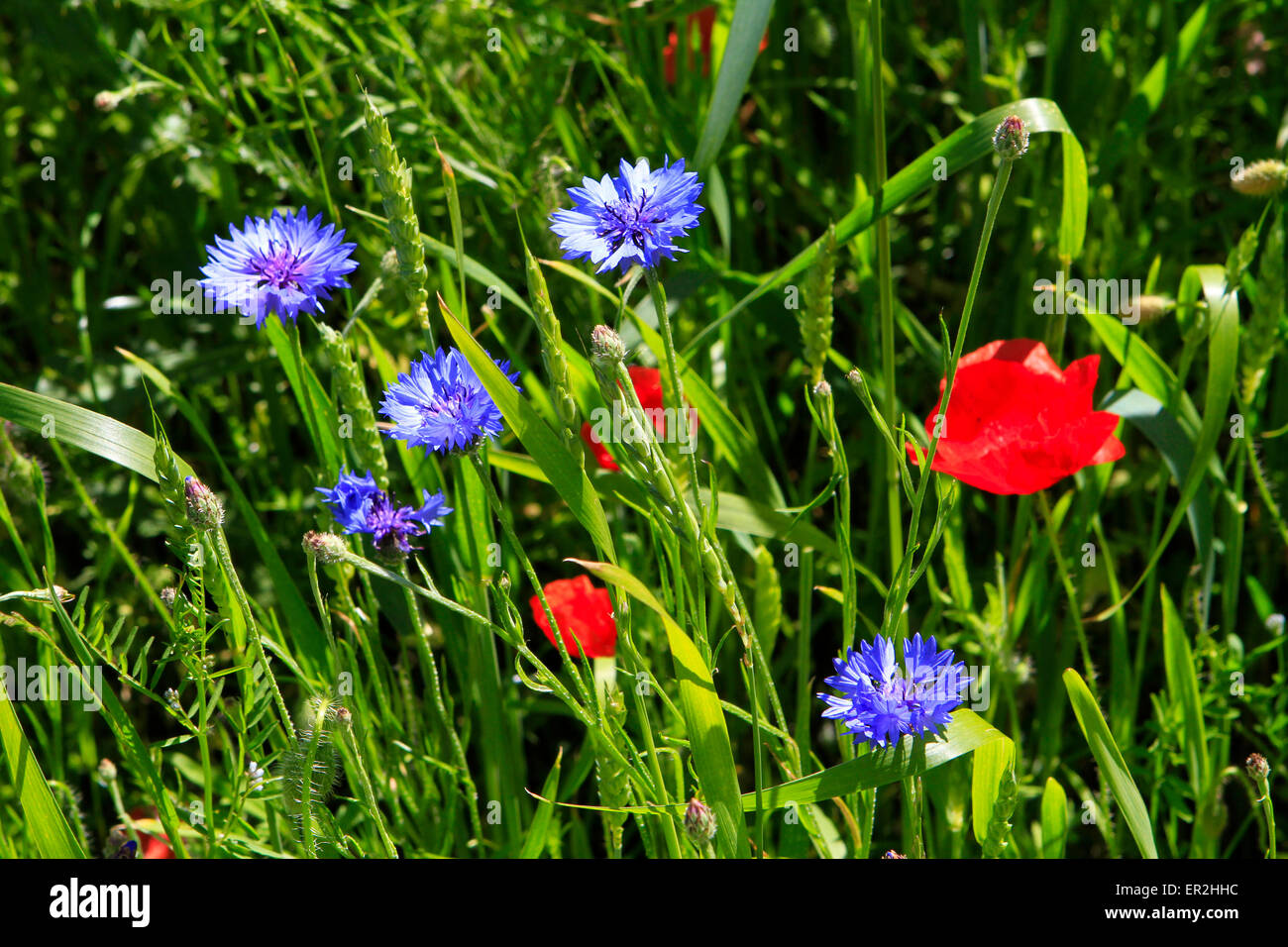 Buntes Getreidefeld mit Mohnblumen (Papaver rhoeas) und Kornblumen (Centaurea cyanus), Insel Ruegen, Mecklenburg-Vorpommern, Ost Stock Photo