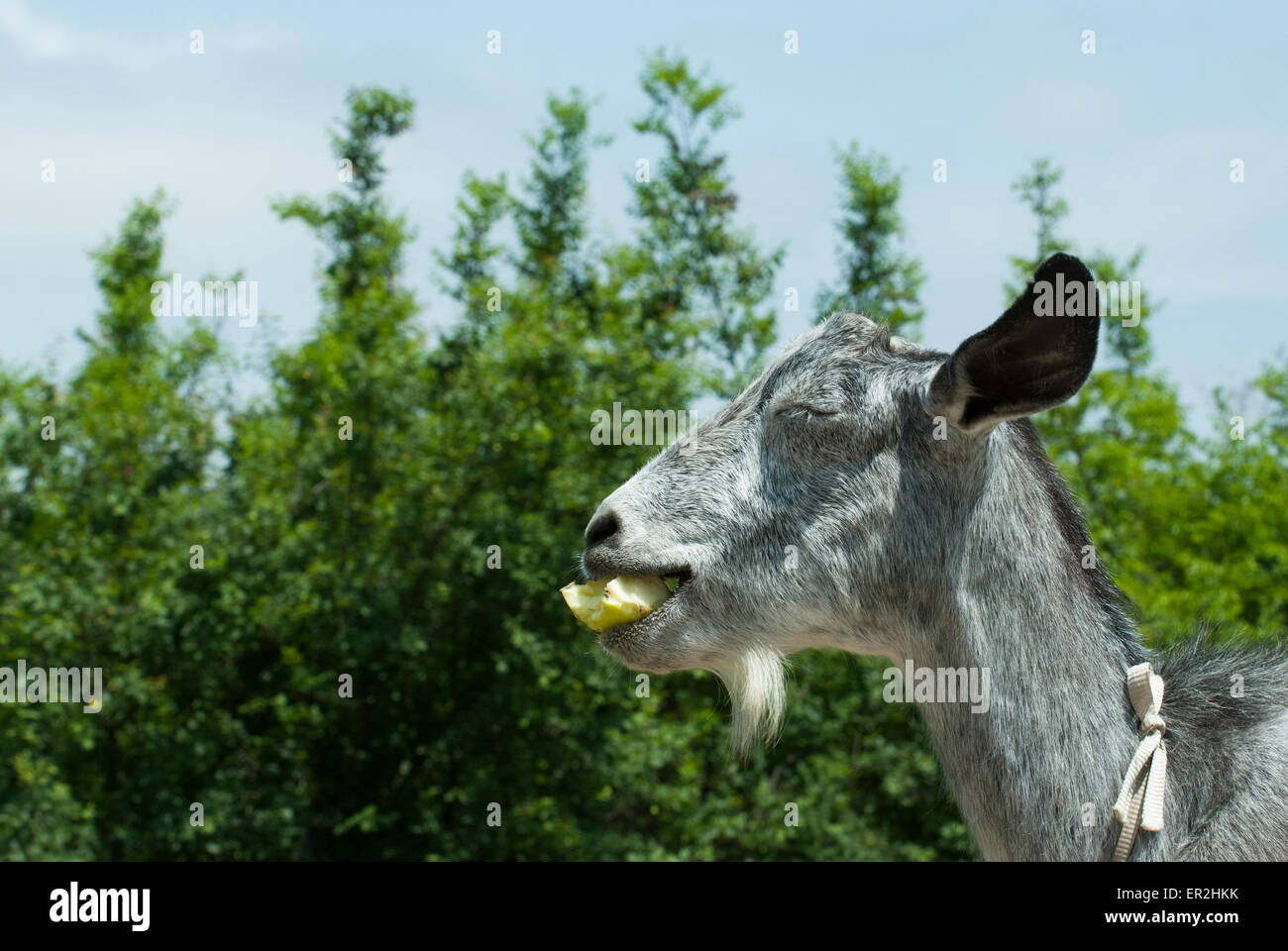 Female goat eating apple Stock Photo Alamy