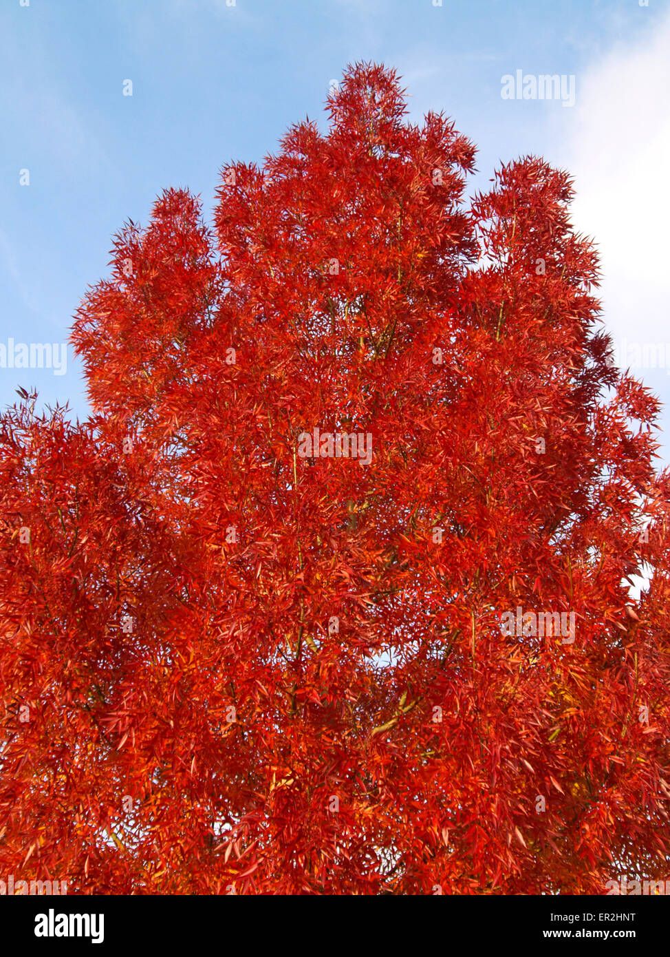 Baum, Baeume, Herbst, Herbstlaub, Blaetter, Farbe, Gelb, Gruen, Jahreszeiten, Natur, Landschaft, Stimmung, Ruhe, Stille, einzeln Stock Photo