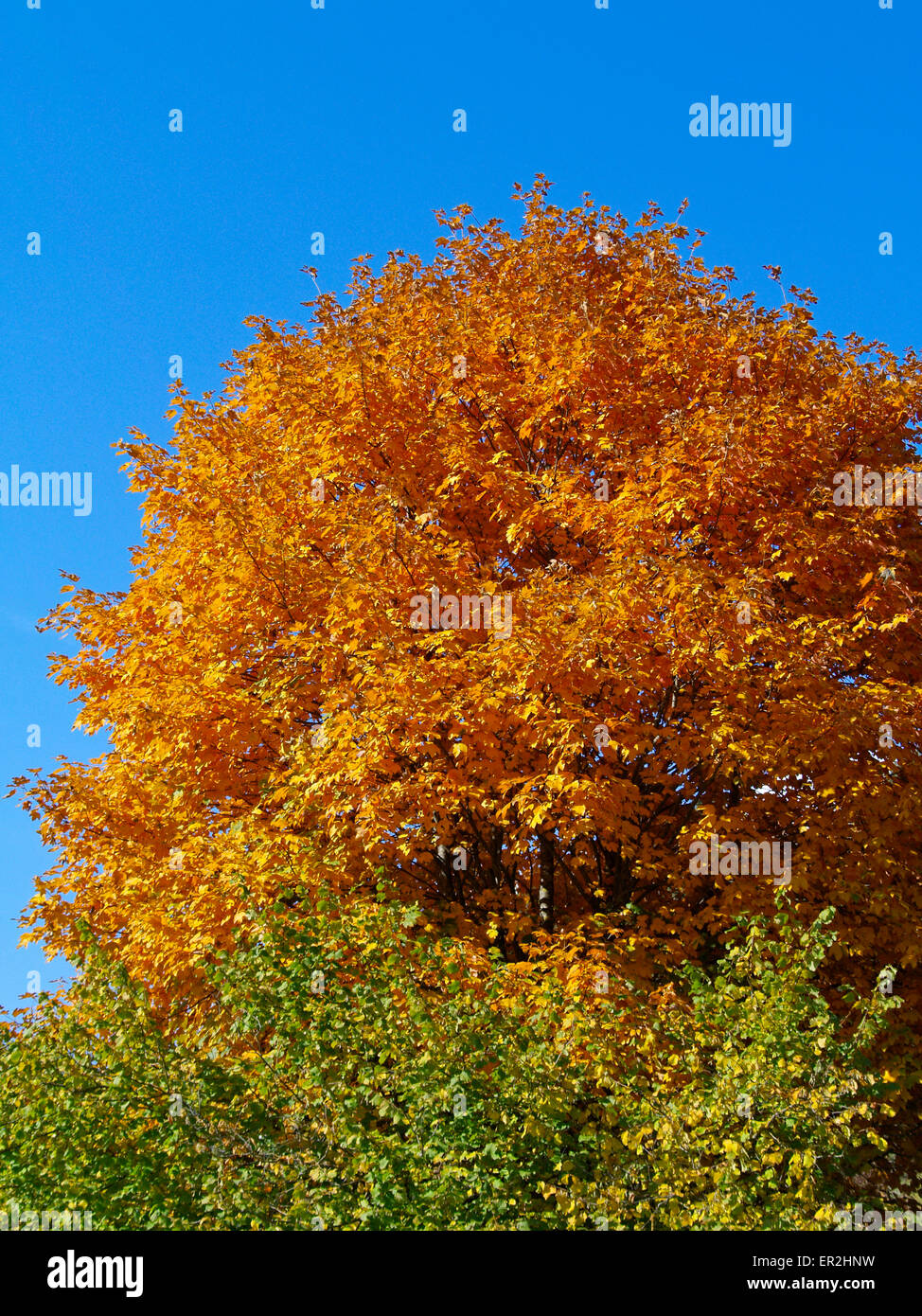 Baum, Baeume, Herbst, Herbstlaub, Blaetter, Farbe, Gelb, Gruen, Jahreszeiten, Natur, Landschaft, Stimmung, Berge, Oesterreich, T Stock Photo
