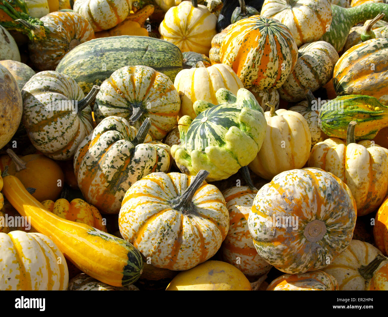 Frucht, Fruechte, Herbst, Kuerbis, Kuerbisse, Zierkuerbis, Zierkuerbisse, bunt, bunte, farbenfroh, farbig, malerisch Stock Photo