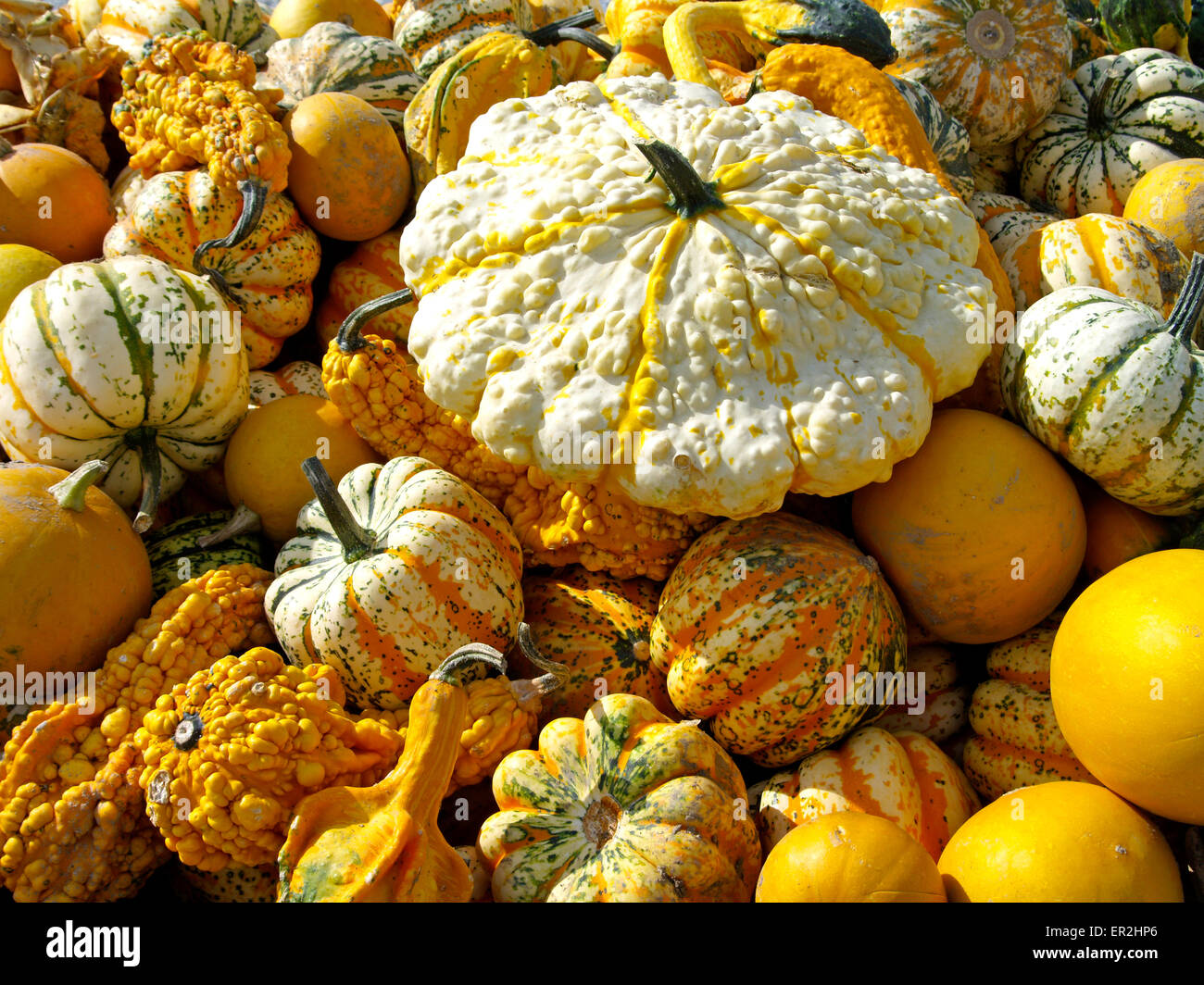 Frucht, Fruechte, Herbst, Kuerbis, Kuerbisse, Zierkuerbis, Zierkuerbisse, bunt, bunte, farbenfroh, farbig, malerisch Stock Photo