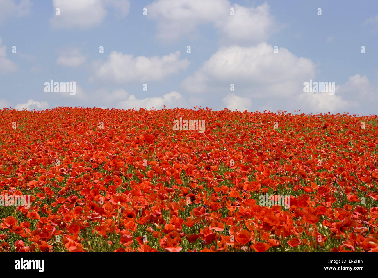Landschaft, Blumenwiese, Mohn, bluehen, Natur, Huegel, Wiesen, Felder, Weite, Ferne, Aussicht, Horizont, Vegetation, Botanik, un Stock Photo