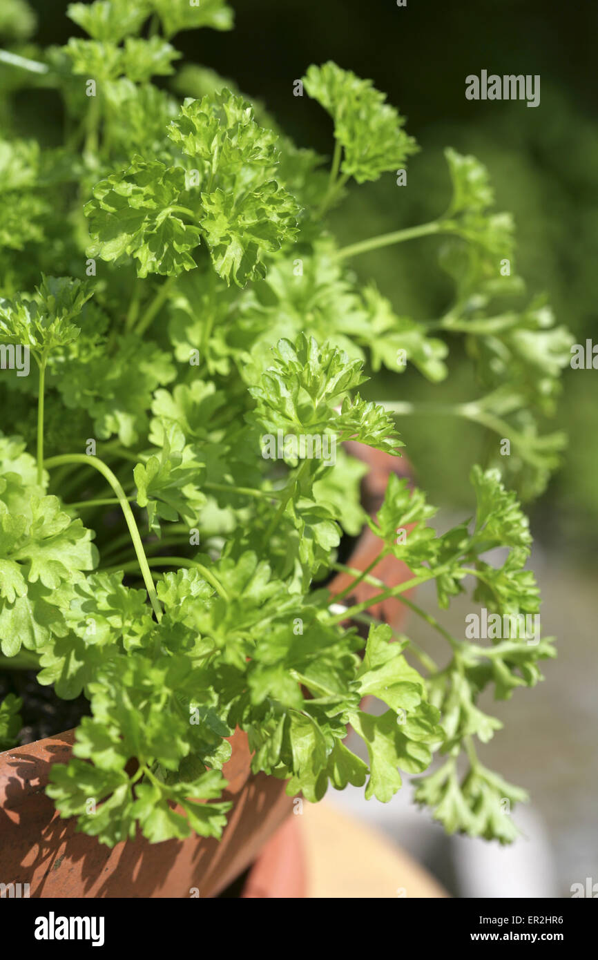 Petersilie, Petroselinum crispum, close-up, Serie, Gartenkraeuter, Gewuerzpflanze, Kraeuter, Gewuerzkraeuter, Kuechenkraeuter, K Stock Photo