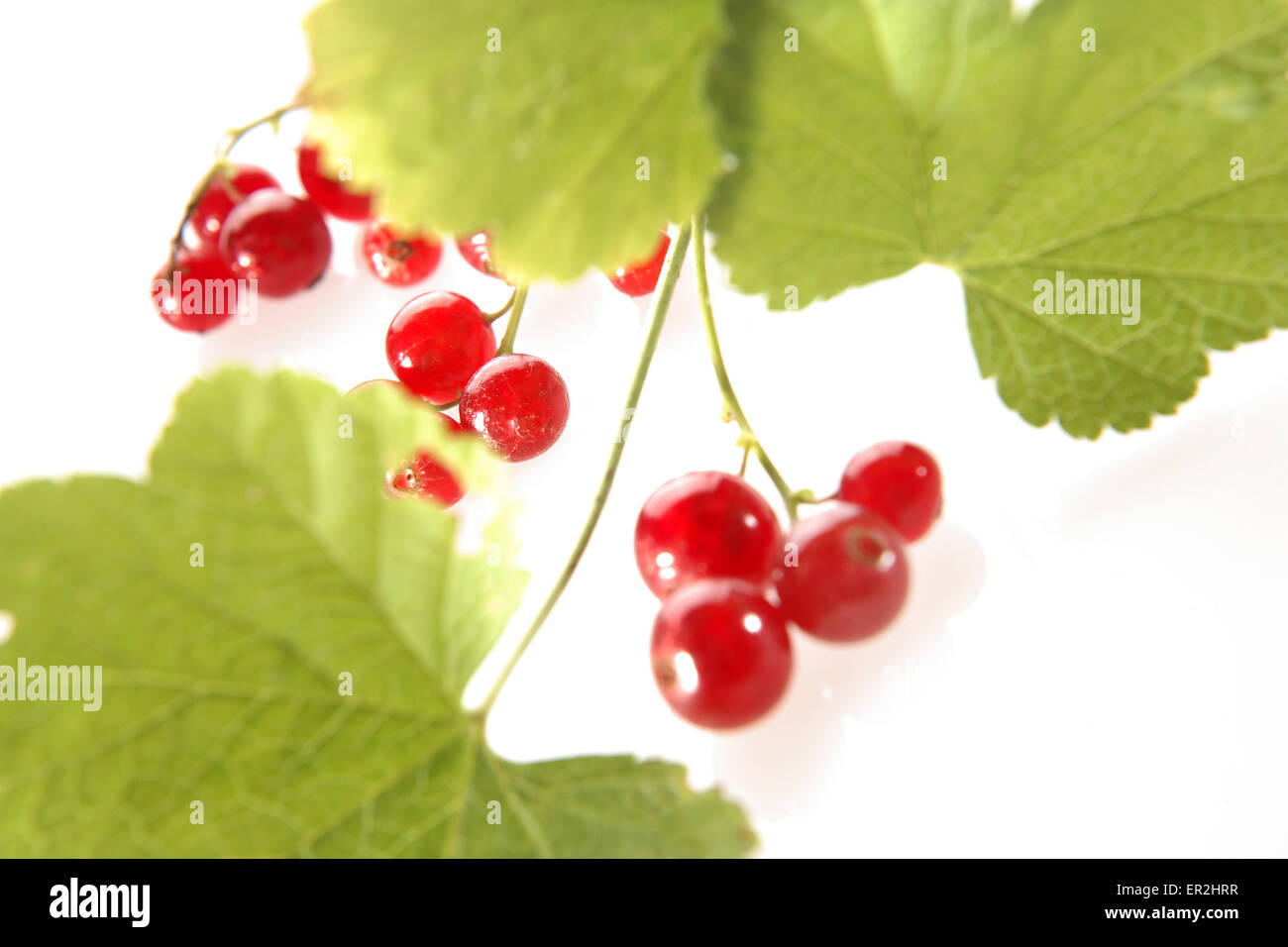 Rote Johannisbeeren, Ribes rubrum, Obst, Fruechte, Sommerobst, Beerenobst, Beerenfruechte, Stachelbeergewaechse, Rispen, Johanis Stock Photo