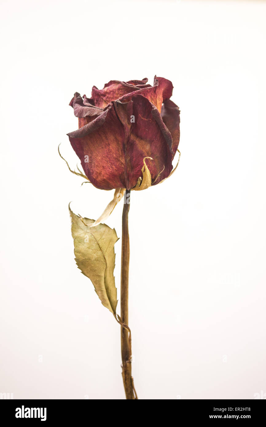 Dried rose, Dead rose, Stock image