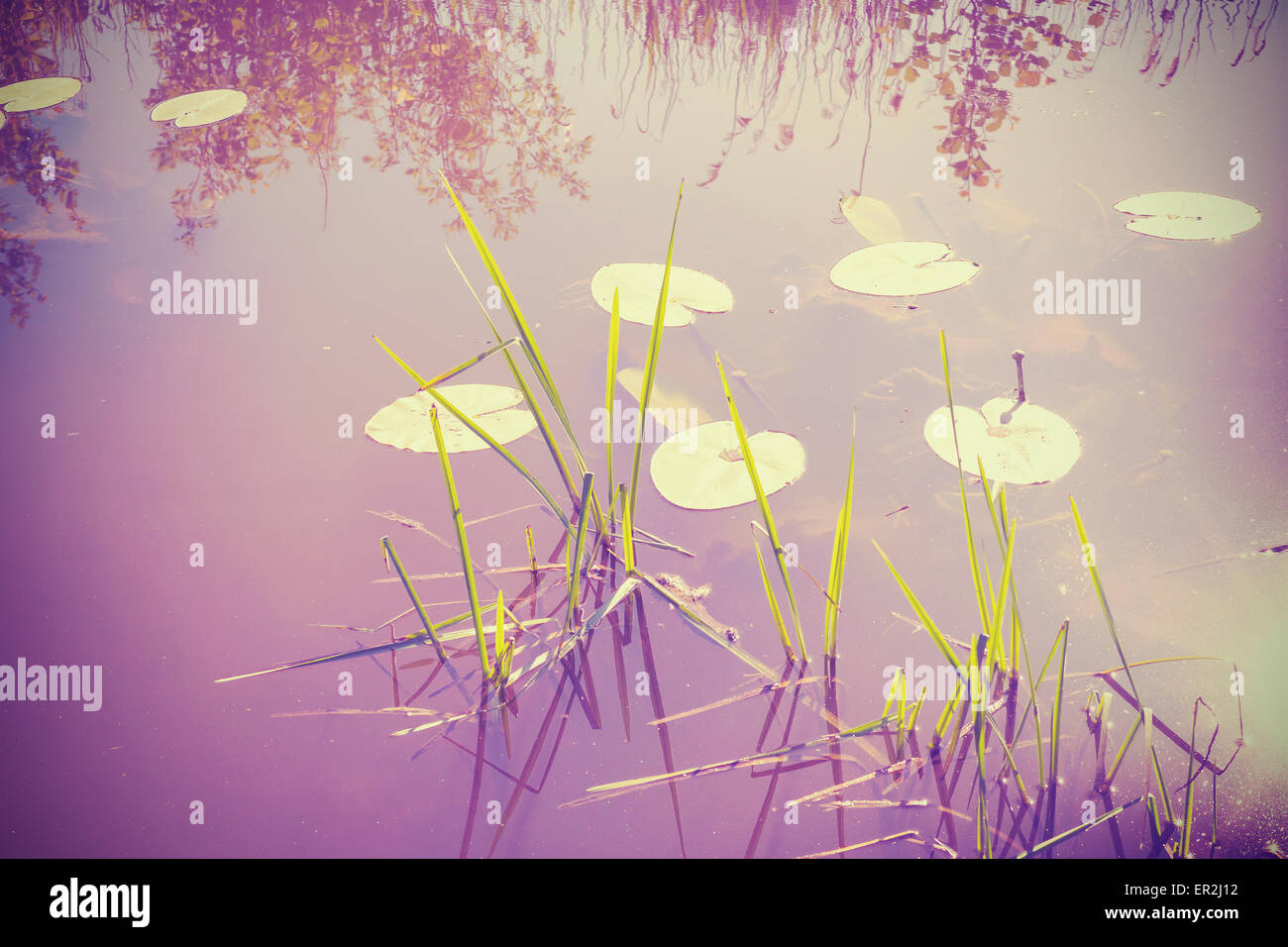 Vintage filtered nature background, water lilies in lake. Stock Photo