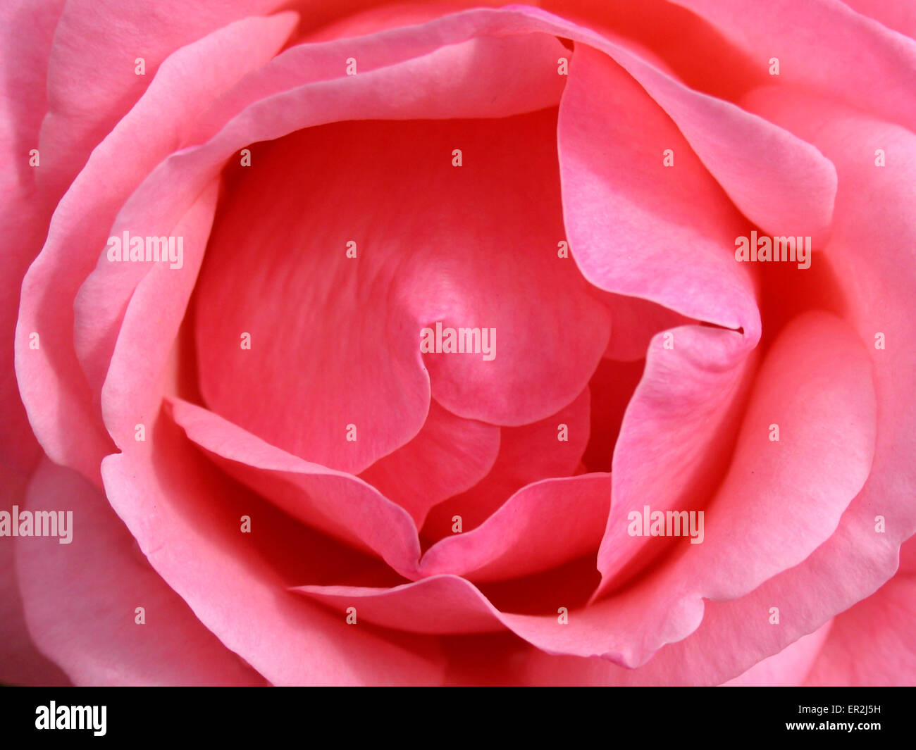 Blume, bluehende Rose Stock Photo