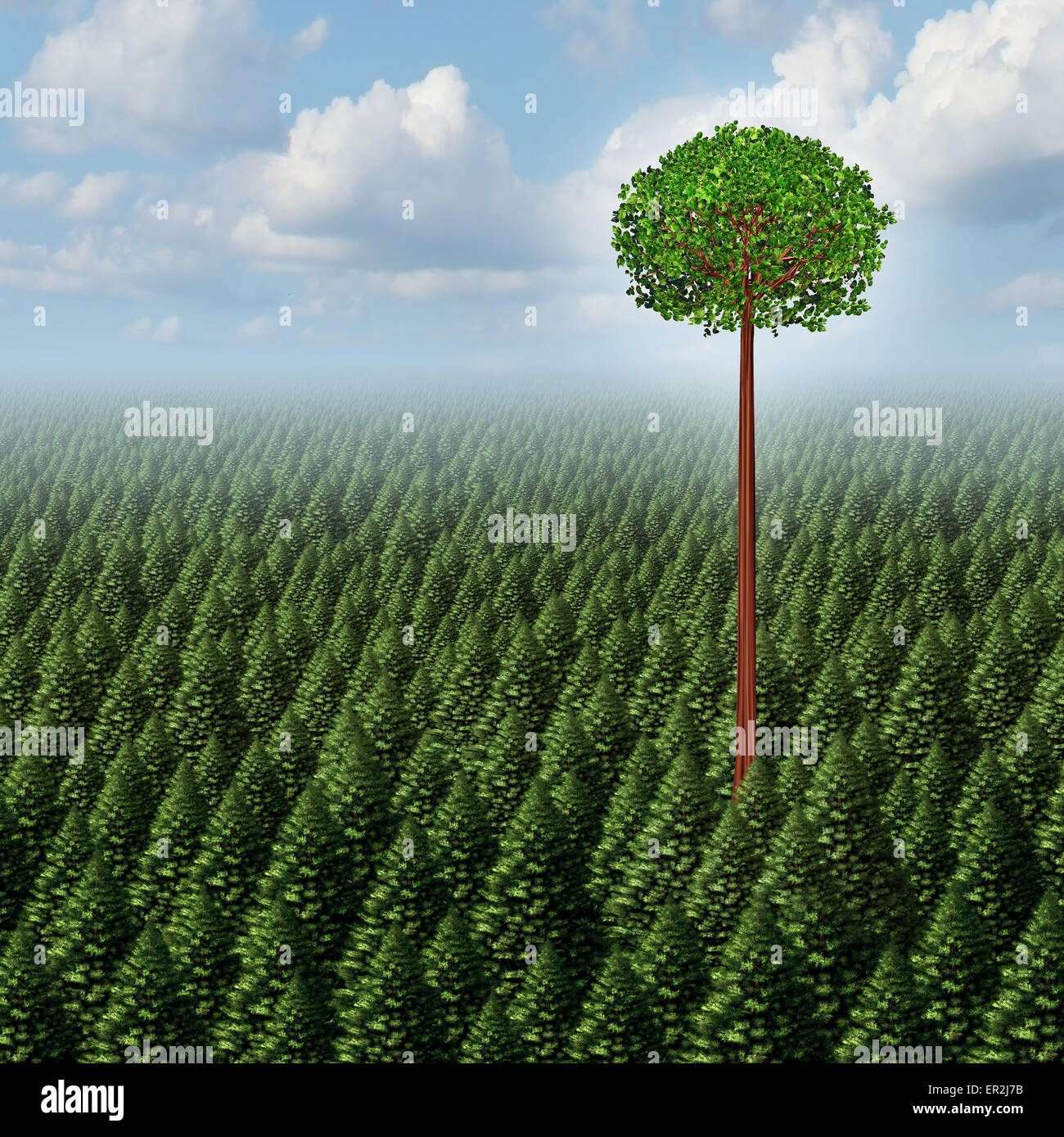 Stand out from the crowd concept as a forest of evergreen trees with a successful leaf tree standing high above the competition Stock Photo