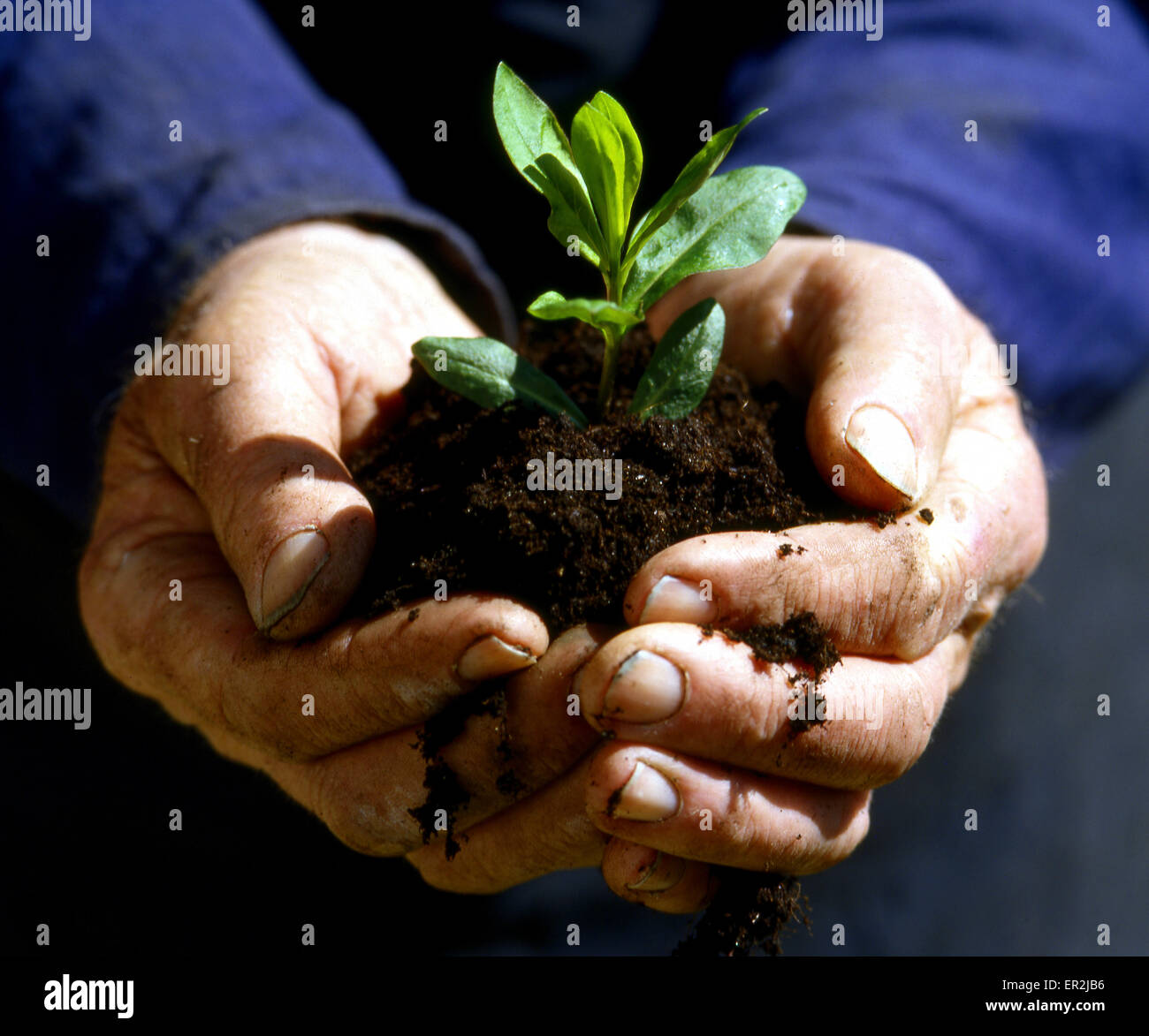 Haende, Pflanze, Zart, Pflanzentrieb, Jung, Symbol, Gaertner, Detail, Nahaufnahme, Pflaenzchen, Blatt Stock Photo
