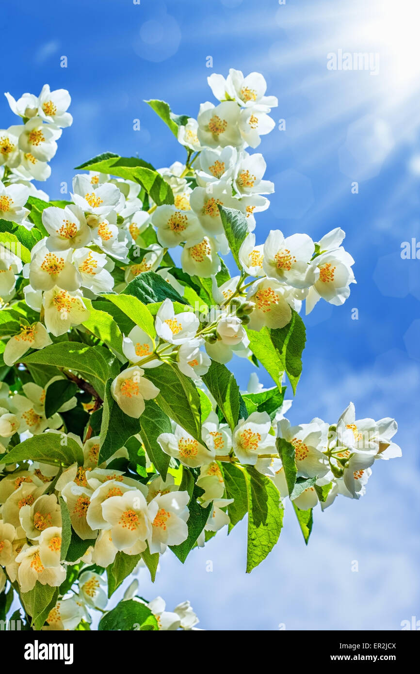 Orange jasmine flowers hi-res stock photography and images - Alamy