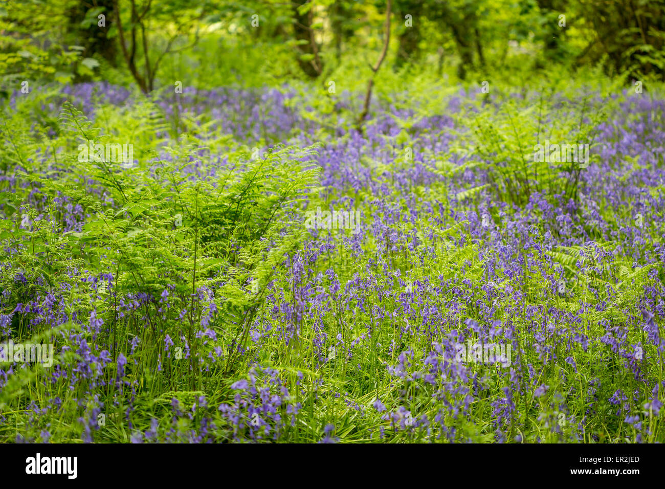 Cornwall countryside woods hi-res stock photography and images - Alamy