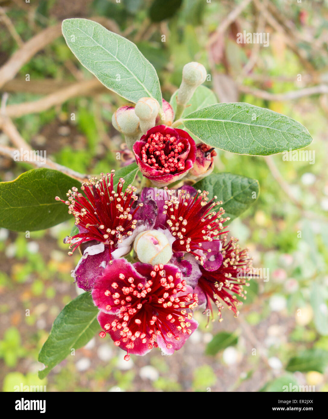 Acca sellowiana (pineapple guava) flower Stock Photo Alamy