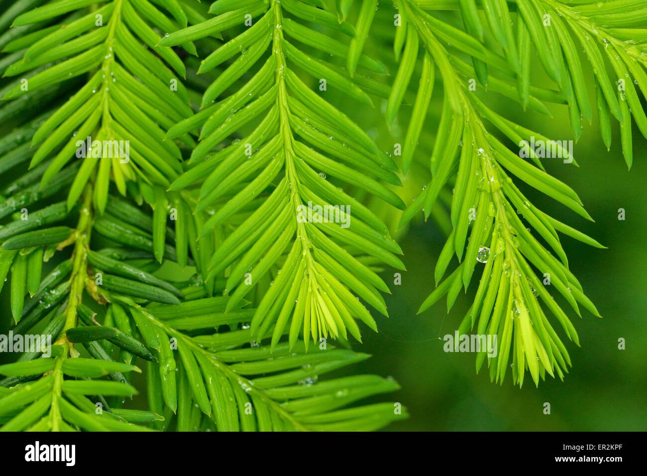Yew foliiage. Taxus baccata. Stock Photo