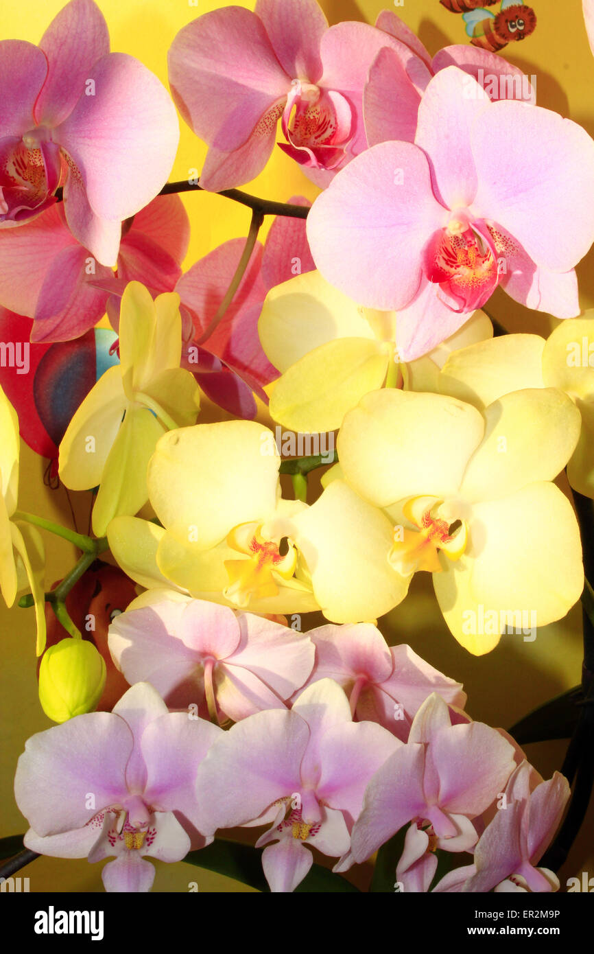 beautiful branches of different colorful blossoming orchids Stock Photo ...