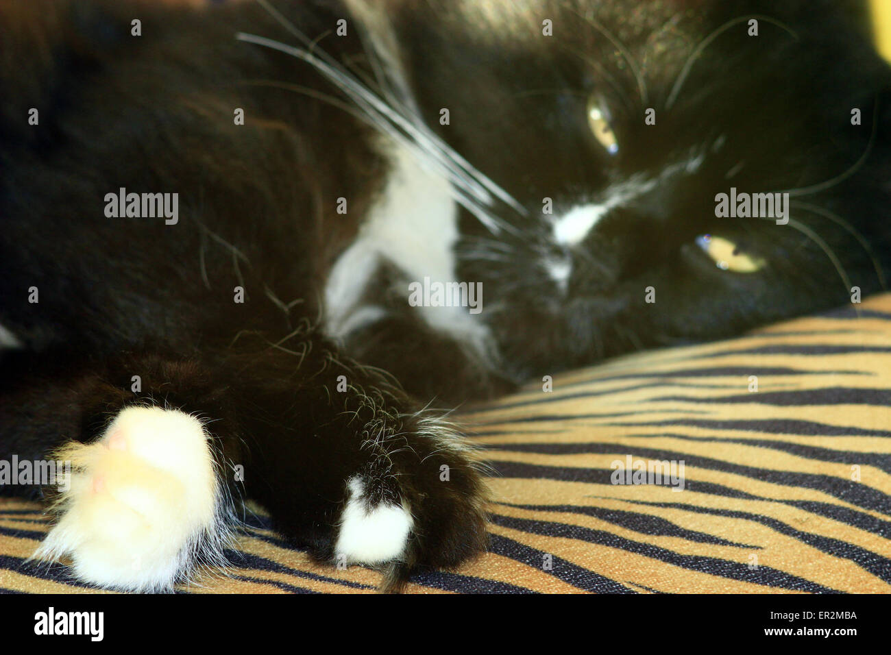 close-up of muzzle of black cat lying Stock Photo