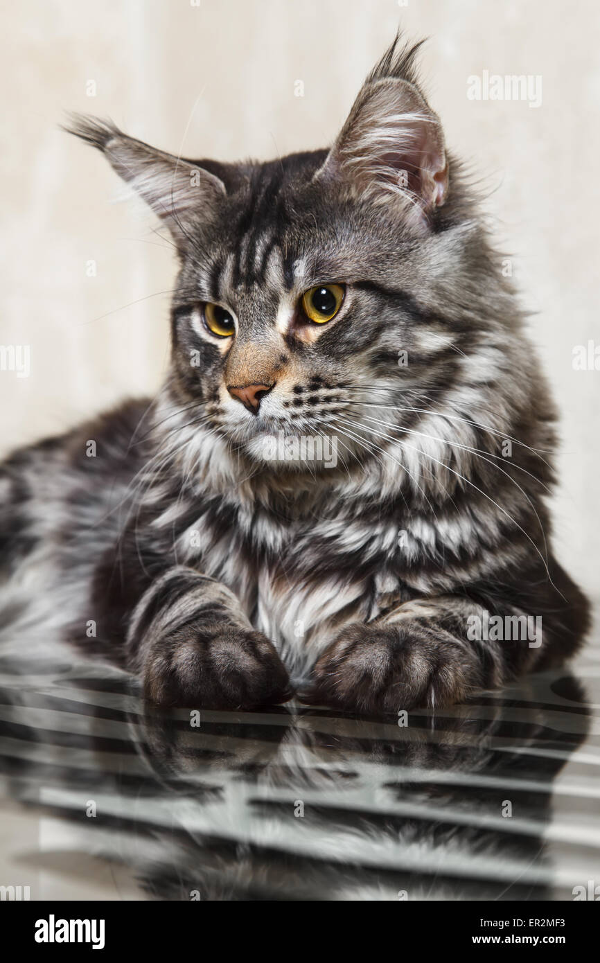 Black tabby maine coon cat with yellow eyes and big lynx posing on