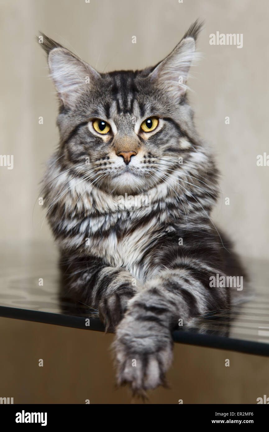 Black tabby maine coon cat with yellow eyes and big lynx posing on