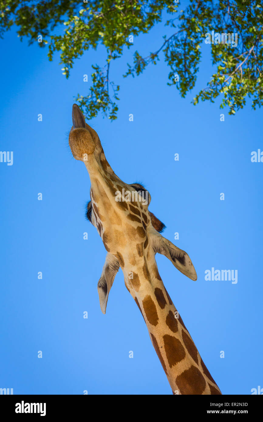 The giraffe is an African even-toed ungulate mammal, the tallest living terrestrial animal and the largest ruminant. Stock Photo