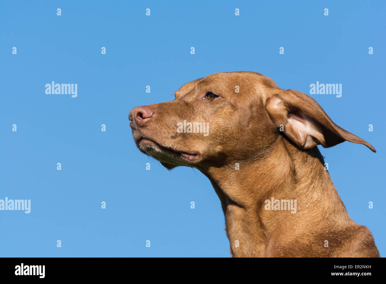 The head and neck of a Vizsla dog (Hungarian Pointer) in front of a blue sky. Stock Photo