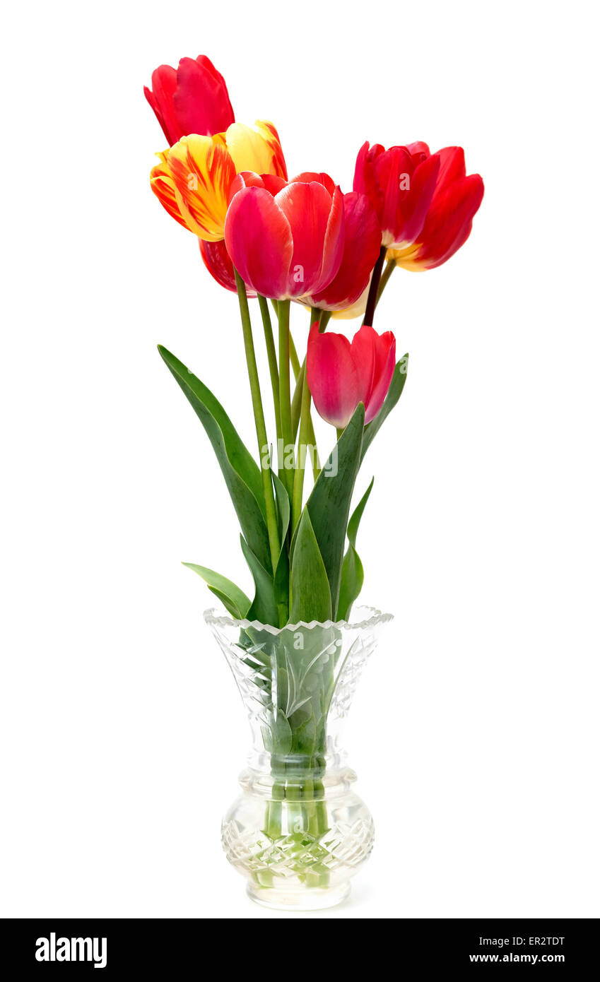 Beautiful different color tulips Cut Out Stock Images & Pictures - Alamy